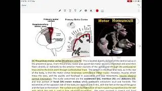 Pyramidal system 2 ( motor system) physiology