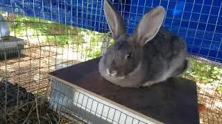 Container Garden and Meat Rabbit Update #28