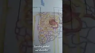 NEET MOTIVATION💖//🙏👍\\ excretory product and their elimination#3dnotes#shorts