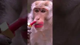 monkey kiya makeup 🐵💄#funny #viralvideo #shorts #makeup