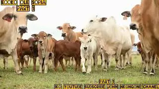 EOKO OLE SOPIA
