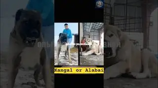 My favorite is Kangal 👌💯Who Dominates the Wild? | Next2Wild