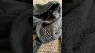 Daisy cat jumping through door