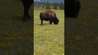 Plains Bison Grazing In The Canadian Rockies #buffalo #bison