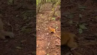 baby monkey newborn cute animals and mom 19