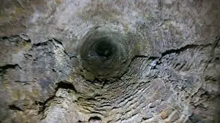 horizontal tree mold, video 1, 2160p60