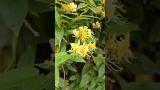 Wiciokrzew zaostrzony Lonicera acuminata