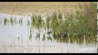 Tringa ochropus - Green Sandpiper - Witgat