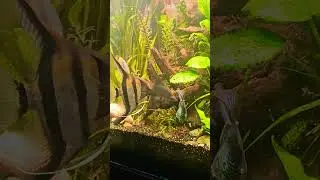 Blood worm treat for the #angelfish #electricblueacara #hoplocatfish  #fishtank #plantedtank #fish