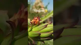 only one bud can survive 😔 #dragonfruitjourney #terracegardenindia #viralmusic #trending