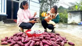 In the days leading up to the Lunar New Year. MAI harvests  sweet potato garden to process and sell.