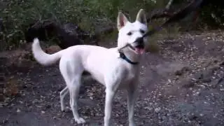 Jin the jindo on a walk :)
