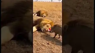 A wild boar blows a horn and wakes the lions up. 2