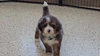 Cute Puppy Video London Mini Bernedoodle Puppy 