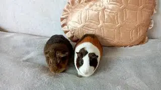 Здоровье и болезни морских свинок | Cavy Town
