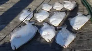 Ocean Fluke/Flounder Fishing with Jigs and Gulp