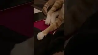 Kneading kitty ❤️