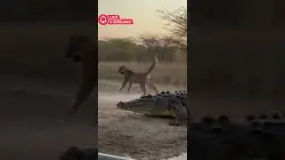 Mother Leopard Saves Her Cub from Crocodile Attack | Real Safari Footage 🐆🐊#motherlove  #shorts