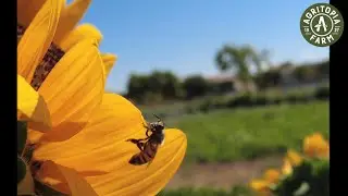 Corporate Wellness Program - Agritopia Farms & Farm 2 Farmacy