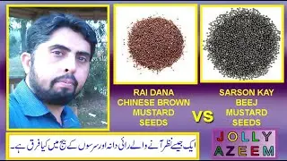 Difference between chinese brown mustard and mustard seed|rai dana and sarso beej main kya farq hai|