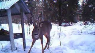 Scout Guard hunting camera