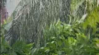 Heavy Rain Shower on Green Leaves 🌿 ASMR Rain Sounds for Calm & Sleep