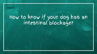 Как узнать, есть ли у вашей собаки кишечная непроходимость?