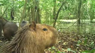Capybara (Ronsoco) in Imiria Reserve, Amazon Rainforest Peru