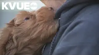 7-week-old pup on the mend after suffering severe medical conditions