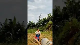 Smart Chinese beautiful farmer drives pigs to plow the land #funny