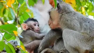 So Lovely Cute Baby Monkey Braven And Good Care By Mom Blacky