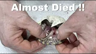 I Saved This Baby Ball Python From Dying !! Why I Cut My Eggs
