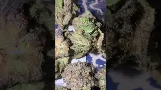 Kosher Kush