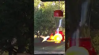 At the Hummingbird Feeder 2