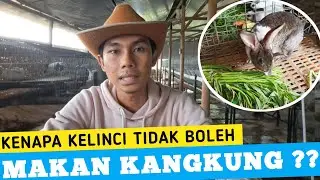 APAKAH KANGKUNG BAIK UNTUK DI KONSUMSI KELINCI ??