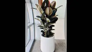 🪴 5 Best Indoor Plants for Home Decoration 🌱#indoorplants #houseplants #shorts #garden #viral