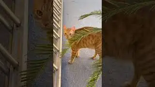 Cute kittens..... #cat #cats #foryou #funny #viral