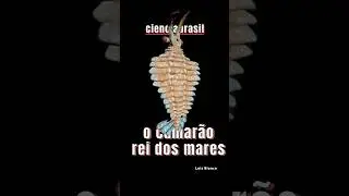 O CAMAR&Atilde;O QUE REINAVA NOS MARES