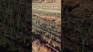 ZAMBIA ONION FARMING