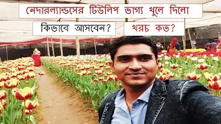 😱নেদারল্যান্ডসের টিউলিপ ফুলের বাগান করে গাজীপুরে সফল লক্ষ লক্ষ টাকা আয়  Tulip Flower in Gazipur