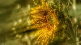 La Sonrisa De Leo (Leo's smile) - Paisajes Sonoros (Visual Music) by @jlsemusic