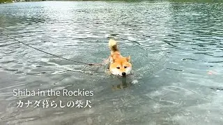 川で突然足場を失い、焦りながらも自分が泳げることを知った柴犬【4K】