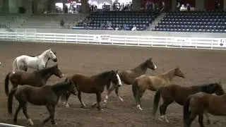 458/ RODEO. BEFORE SHOW .MARCH 2.2019