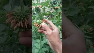 bunga wild dagga atau klip dagga ekor singa Indonesia