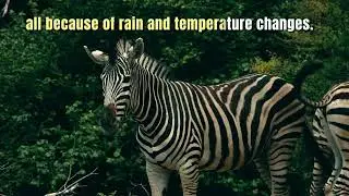 Animal Migration fact.