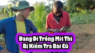 Antonio trồng một vườn mít sẽ như thế nào?||2Q Vlogs Cuộc Sống Châu Phi