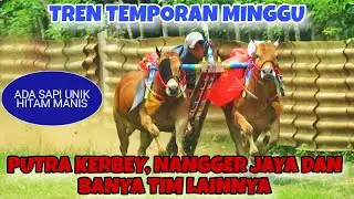 MENUJU EVENT PERANG BINTANG TEMPORAN || TREN PADAT, ADA SAPI BESAR PUTRA KERBEY 🔥🔥