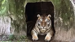 In Loving Memory Of Teisha Tiger