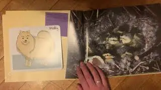 A Baby Duck Story