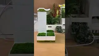 Hot to Create a Moss Garden Indoor